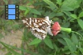 Scene 43_White Bodied Orange Spotted Brown Riodinidae on a Flower